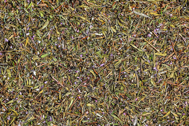 istock Illustration of thyme dry herb texture background. Latin name Thymus vulgaris L. Medicinal herbs. The concept of traditional medicine. 1481453840
