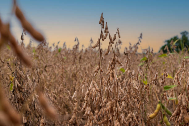istock branches of soybeans ready to be harvested 1481454559