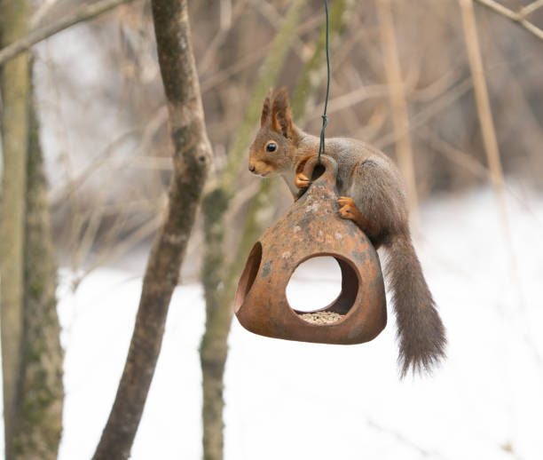 istock Squirrel on a bird feeder, Oslo Norway 1481454636