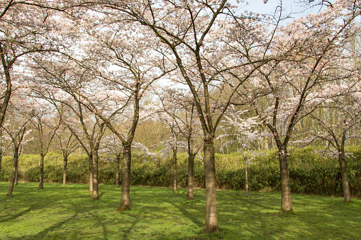 Cherry blossom, in the Amsterdam forest, in Amstelveen, The Netherlands, Holland