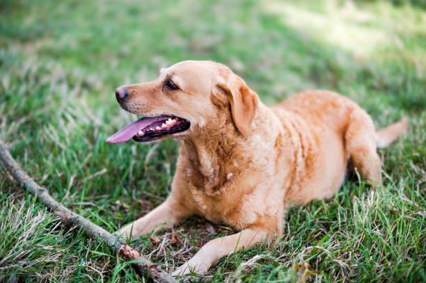 istock Golden Retriever dog resting on a grass meadow with a stick he's playing with 1481456027