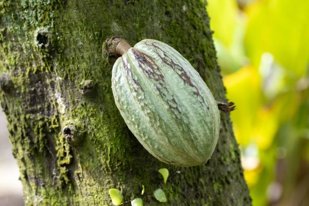 istock Cacao bean, Theobroma cacao 1481456324