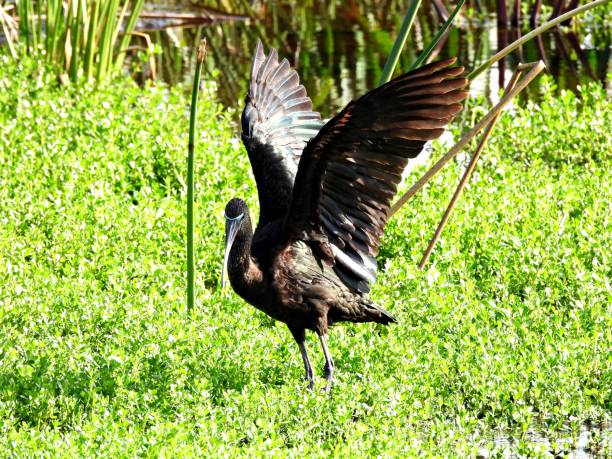 istock Glossy Ibis (Plegadis falcinellus) -  with spread wings in the wetlands 1481456385