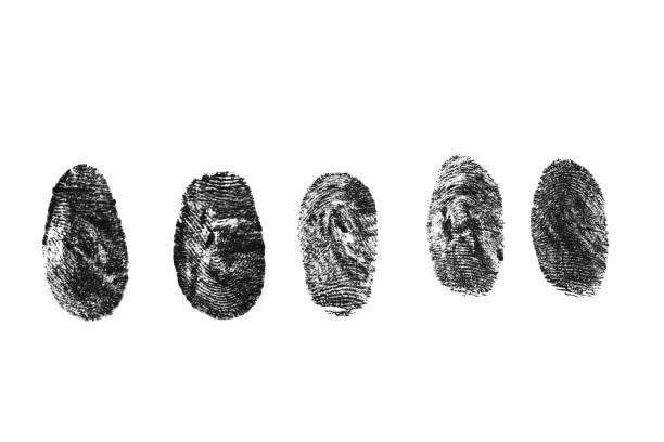 istock Fingerprints are black on a white background. 1481456687