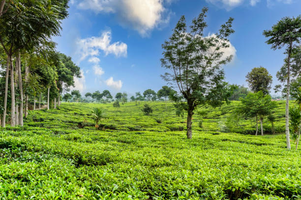 istock Tea plantation landscape on a sunny day in Indonesia, Java, South East Asia 1481456716
