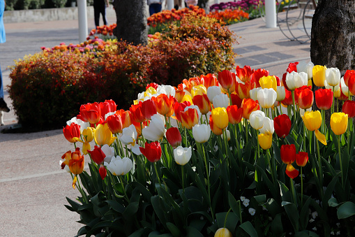 flowering of groups of red-orange tulips on Lake Garda