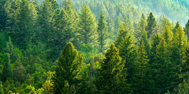 istock Forest of Pine Trees Rainstorm with Rain Drops Falling in Sunlight 1481461082