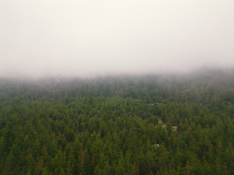 Pine forest.Heavy wooded mountain landscape.Hill in fog.Aerial shot.