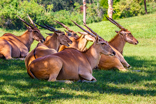 Herd of common eland antelopes resting in the shadow at noon
