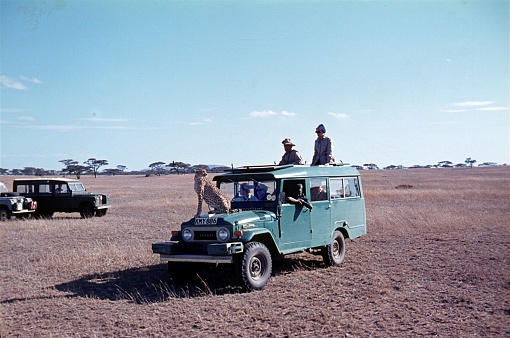 Serengeti, Kenya, East Africa, 1972. Safari participants are visited by a cheetah perched on the hood of a jeep.