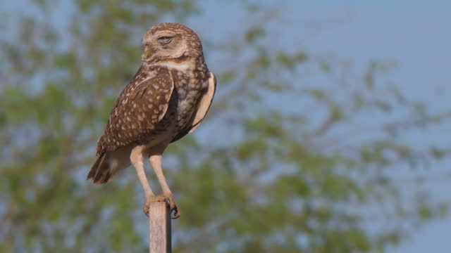 Burrowing Owl Perched on a Pole