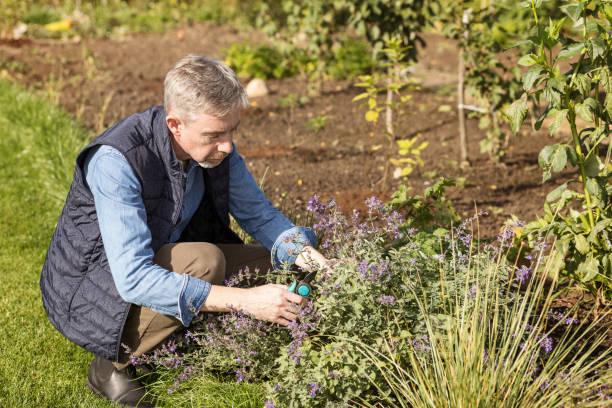 istock White 50 year old man working in his garden. doing catmint pruning 1481470396