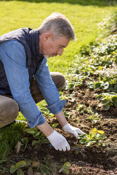 istock White 50 year old man working in his garden. weeds strawberries 1481470401