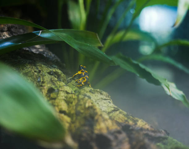 istock Yellow-banded poison Dart frog perched on tree log 1481471696