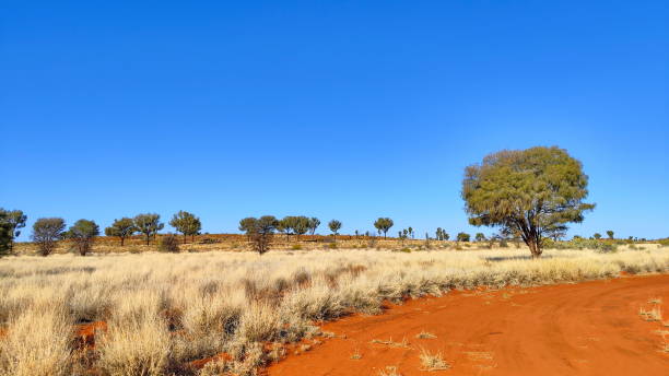 istock Australian outback in the red center 1481477890