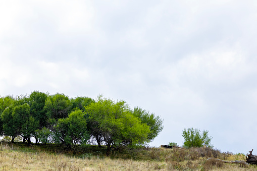 Hill with trees and shrubs against cloudy sky with copy space, full frame horizontal composition