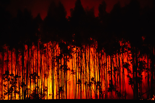 Forest fire. burning forest. Silhouettes of burning eucalyptus trees. fire prevention concept. attack on nature. Asturias, spain.