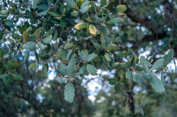 Natural background, detail of holm oak branches