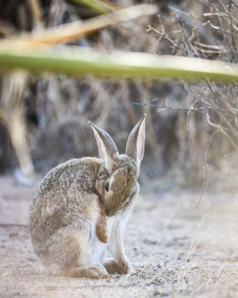 istock Desert Cottontail Joshua Tree National Park 1481483636
