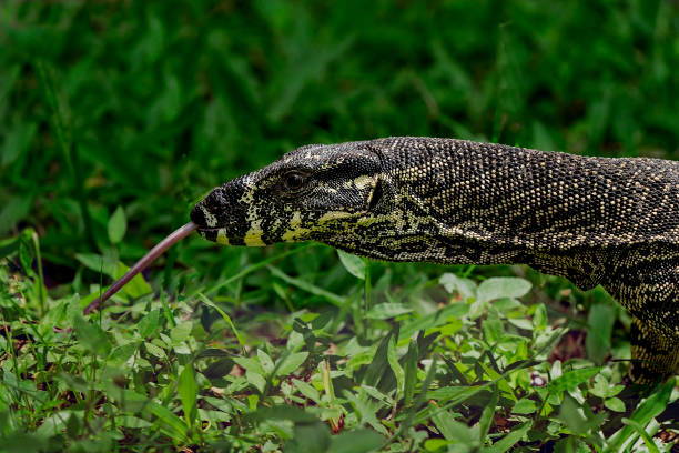 istock A goanna lizard found in Australia 1481483707