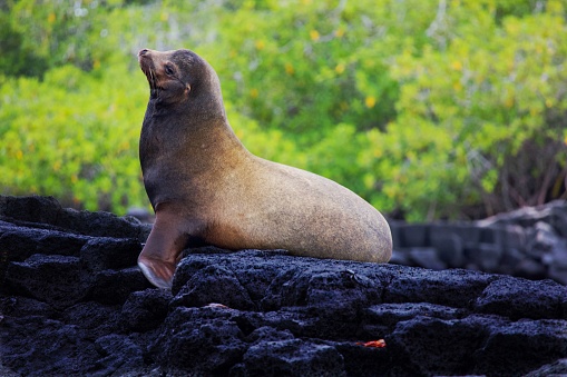 Sea lion in an upright pose on black lava rock in the Galapagos.  Shot is a little unusual as it is set against a green background bringing some warmer colour and contrast