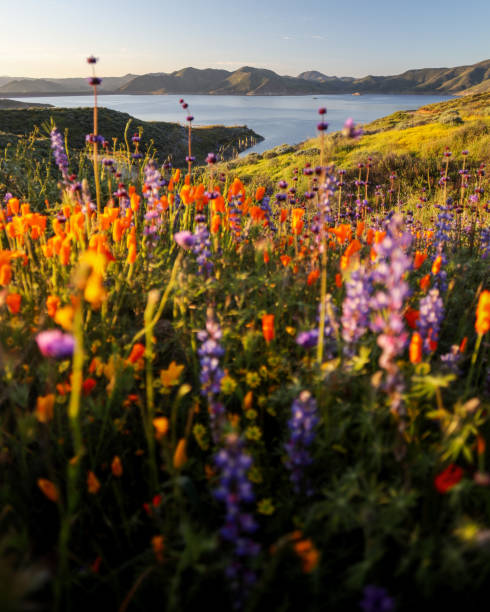 istock Wildflowers at Diamond Valley Lake 1481485105
