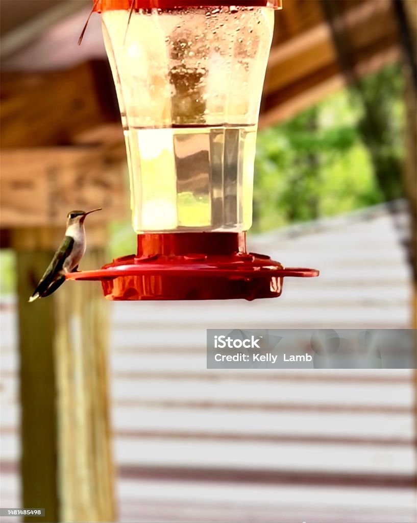 Hummingbird’s Landing Hummingbird perched on her feeder Close-up Stock Photo