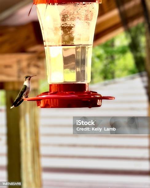 Hummingbirds Landing Stock Photo - Download Image Now - Close-up, Color Image, Feeding