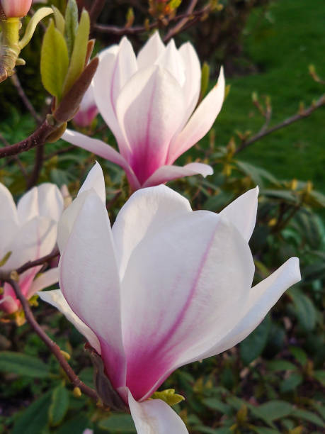 istock Magnificent Magnolias 1481486502