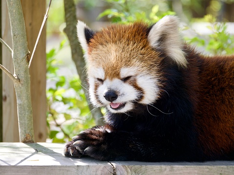 Super cute closeup of red panda sticking out tongue with eyes closed.