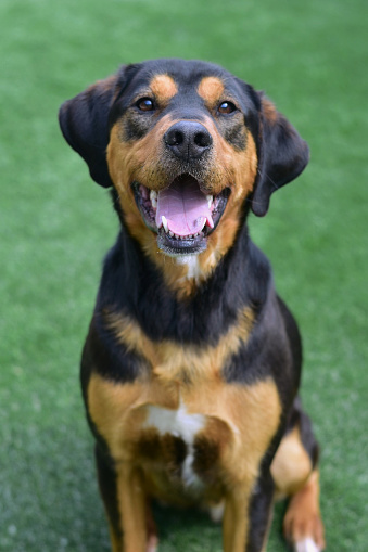 This male knows he is handsome and happy to show it with a smile.