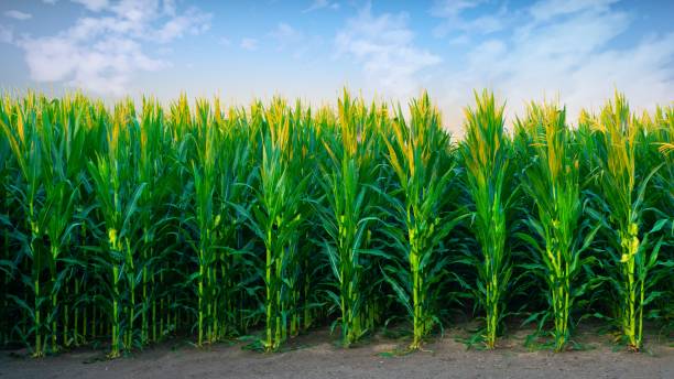 istock Cornfield in early morning- Howard County, Indiana 1481489799
