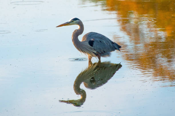 istock Great Blue Heron- Hilton Head, South Carolina 1481489830