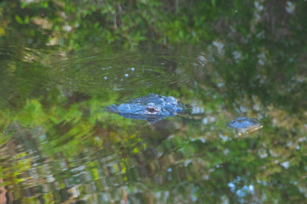 istock Large Alligator just under the water-Hilton Head, South Carolina 1481489871