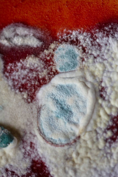 Multilayered food mold on red tomato sauce, like an abstract painting