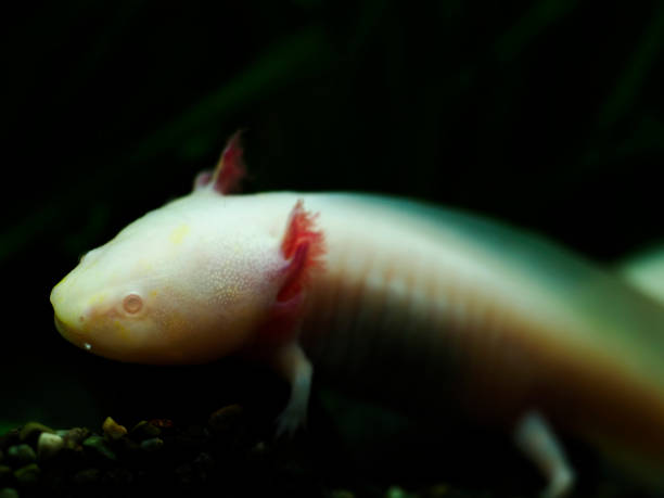 istock Wooper looper swimming in water 1481494225