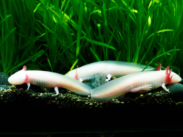 istock Wooper looper swimming in water 1481494227