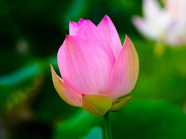 istock pink lotus flower and green blur background 1481494311