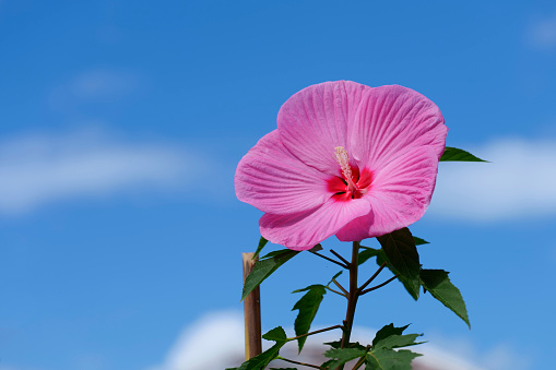 blue sky and pink hibiscus
