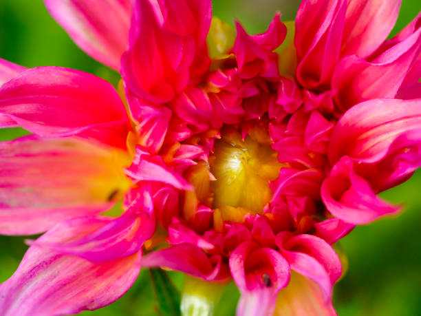 istock Pink flower image background and close up 1481494350