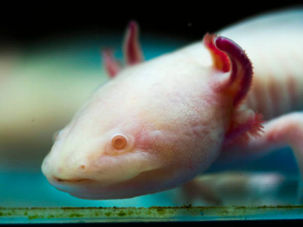 istock Wooper looper swimming in water 1481494356