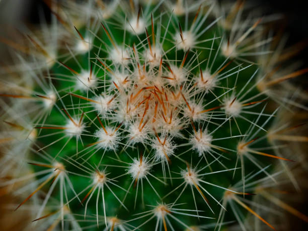 istock Thorny cactus texture and plant background 1481494366