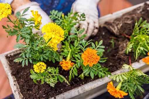 Spring planting of yellow and orange marigolds in a flower pot.