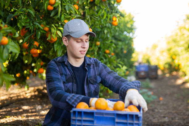 istock Young farmer guy inspects the collected tangerines in crates 1481496740