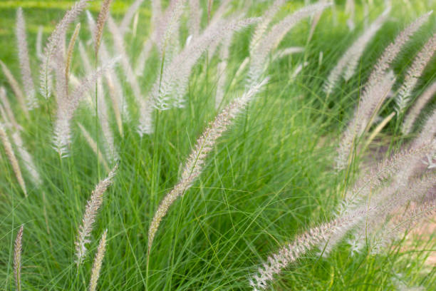 istock Fountain grass or pennisetum alopecuroides 1481496889