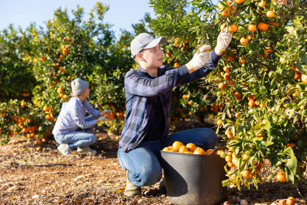 istock Farmer guy plucks tangerines and putting fruit in a busket 1481496923