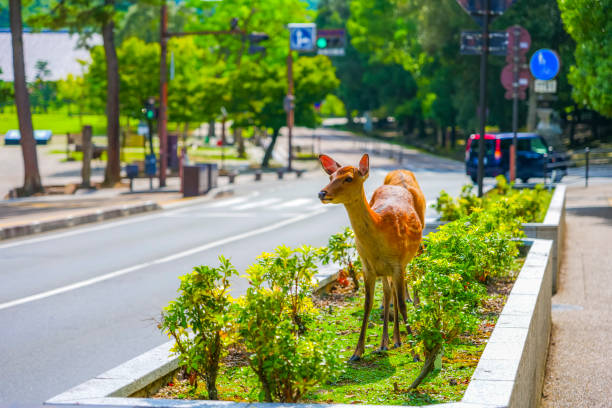 istock Deer and portraits in Nara Park 1481497076