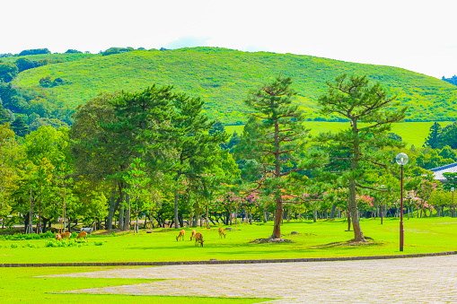 Fresh green trees and Japanese deer in Nara Park