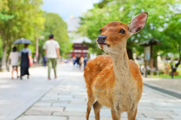 Deer and portraits in Nara Park
