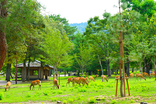 Fresh green trees and Japanese deer in Nara Park
